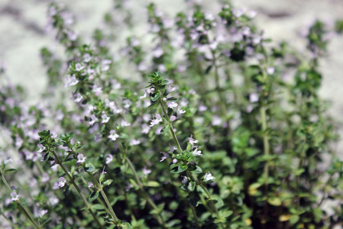 Thymus citriodorus .jpg